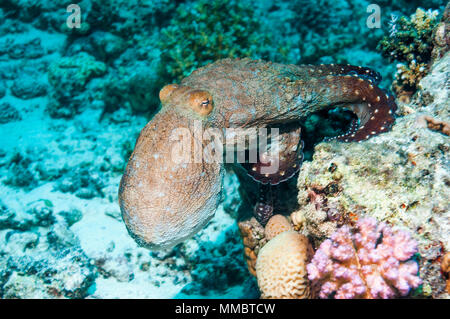 Tag Octopus [Octopus cyanea] Jagd auf Korallenriff. Ägypten, Rotes Meer. Stockfoto