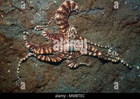 Wonderpus (Wunderpus Photogenicus) Krake auf Meeresboden, Lembeh Strait, Nord-Sulawesi, Indonesien. Stockfoto