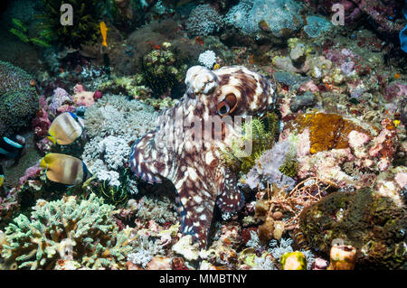 Tag Octopus [Octopus cyanea] Jagd auf Korallenriff. Indonesien. Stockfoto