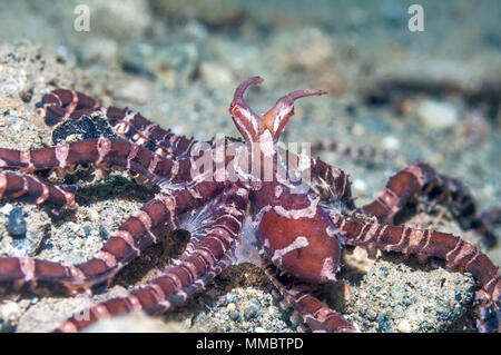 [Wunderpus Wonderpus photogenicus] kann Farbe spektakulär verändern und auf viele verschiedene Formen annehmen. Ambon, Indonesien Stockfoto