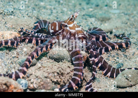 [Wunderpus Wonderpus photogenicus] kann Farbe spektakulär verändern und auf viele verschiedene Formen annehmen. Ambon, Indonesien Stockfoto