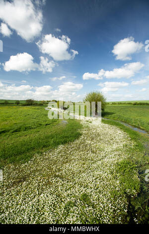 Pollarded Willow Tree wächst an den Ufern des Flusses bis, ein zeitweilig auftretendes Stream oder winterbourne, die voll gemeinsame Wasser ist - Crowfoot, Ranunculu Stockfoto