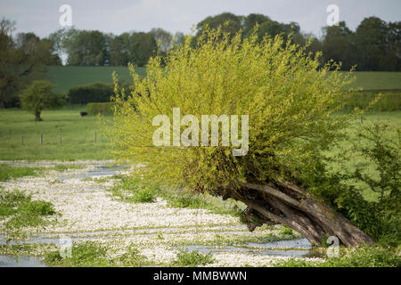Pollarded Willow Tree wächst an den Ufern des Flusses bis, ein zeitweilig auftretendes Stream oder winterbourne, die voll gemeinsame Wasser ist - Crowfoot, Ranunculu Stockfoto