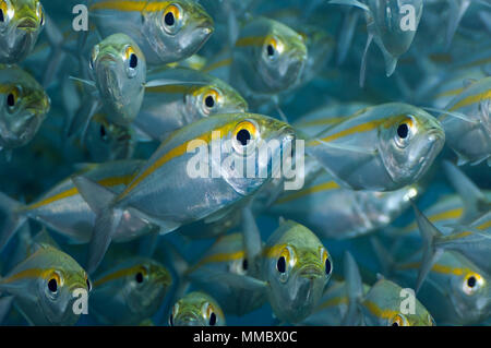 Großaugenthun Stöcker (Selar crunenophthalmus). Misool, Raja Ampat, West Papua, Indonesien. Stockfoto