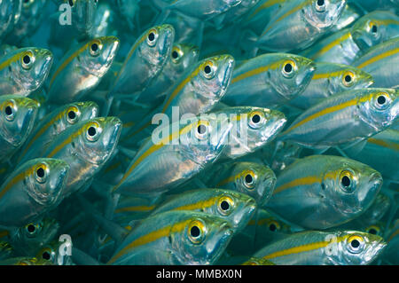 Großaugenthun Stöcker [Selar crunenophthalmus]. Misool, Raja Ampat, West Papua, Indonesien. Stockfoto