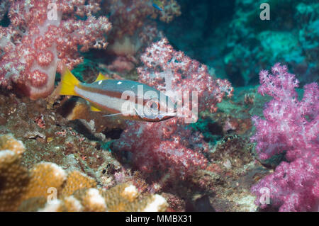 Zwei vor Ort Schnapper (Lutjanus biguttatus) mit Weichkorallen. Andaman Sea, Thailand. Stockfoto