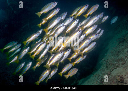 Großaugen-Schnapper [Lutjanus lutjanus]. Triton Bay, West Papua, Indonesien. Stockfoto