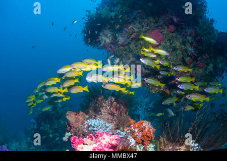 Großaugen-Schnapper [Lutjanus lutjanus] über Korallenriff. Triton Bay, West Papua, Indonesien. Stockfoto