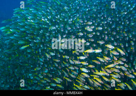 Großaugen-Schnapper [Lutjanus lutjanus]. Thailand. Stockfoto