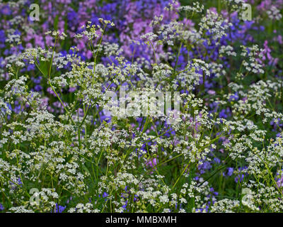 Hedge Petersilie Torilis japonica und Glockenblumen im Frühling Garten Stockfoto