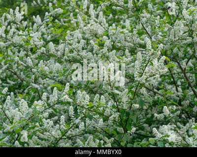 Vogel Kirsche Prunus padus Hackberry, hagberry oder Mayday Baum Stockfoto