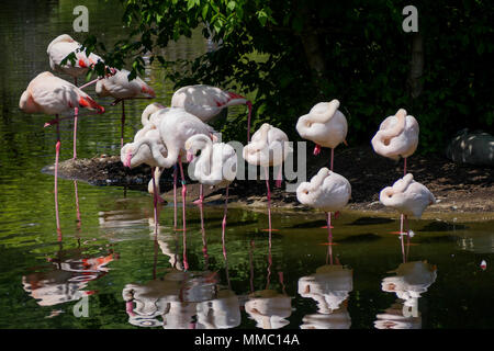 Rosa Flamingos Park Tête d'Or, Lyon, Frankreich Stockfoto