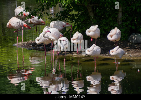 Rosa Flamingos Park Tête d'Or, Lyon, Frankreich Stockfoto