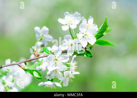 Blühende cherrybranches auf einem Baum im Frühling. Selektive konzentrieren. Stockfoto
