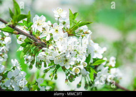 Blühende cherrybranches auf einem Baum im Frühling. Selektive konzentrieren. Stockfoto