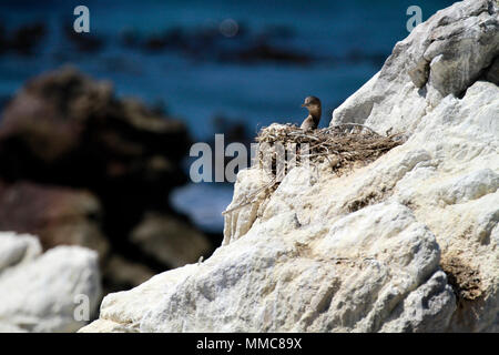 Kap Kormoran oder Cape shag (Lepus Capensis) Küken im Nest in Stony Point Nature Reserve in Betty's Bay in der Overberg, Südafrika. Stockfoto