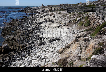 Penguin anzeigen im African Penguin (Spheniscus demersus) Kolonie am Stony Point Nature Reserve in Betty's Bay in der Overberg, Südafrika. Stockfoto