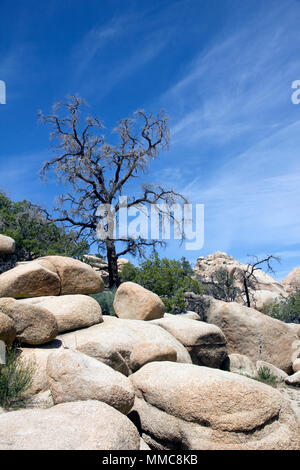 Eine pappel Baum steht oben monzo rosa Granitfelsen unter blauem Himmel in der Amerikanischen uns Wüste Joshua Tree National Park Kalifornien USA Landschaft Stockfoto