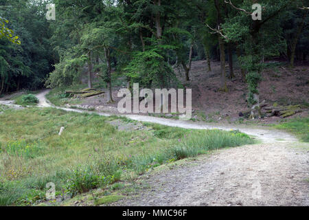 Ein Wanderweg schlängelt sich durch Britische gemischten Laub- und Nadelholz Woodland in Surrey Devil's Punchbowl, National Trust, Hindhead Commons, sandige Heide. Stockfoto