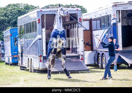 Windsor, Großbritannien. 10. Mai 2018. Tag 2. Royal Windsor Horse Show. Windsor. Berkshire. UK. Aufzucht Pferde.10/05/2018. Credit: Sport in Bildern/Alamy leben Nachrichten Stockfoto
