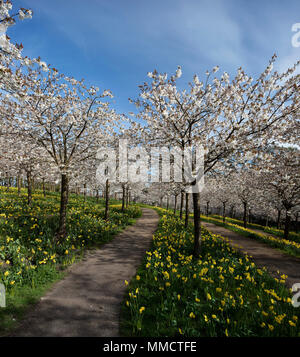 Der Kirschgarten in voller Blüte im Garten, Alnwick Alnwick, Northumberland, North East England, England, Vereinigtes Königreich Stockfoto