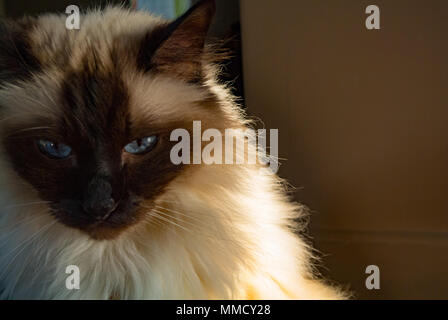 Birman cat Stockfoto