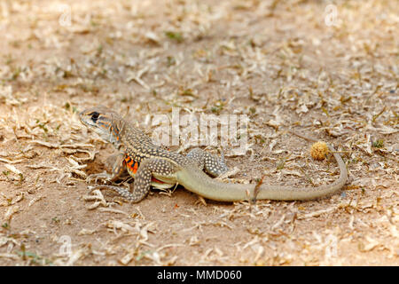 Gemeinsame Schmetterling Echse/Schmetterling Agama (Leiolepis belliana ssp. Ocellata) im Lebensraum. Aus Thailand, Südostasien berücksichtigt. Stockfoto