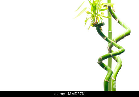 Frische, grüne Zweige der Bambus auf weißem Hintergrund. Stockfoto