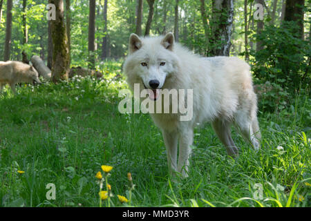 Arktischer Wolf im Wald Stockfoto