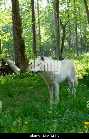 Arktischer Wolf im Wald Stockfoto