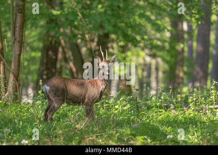 Rehe im Wald Stockfoto