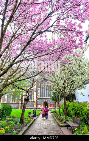 Gehweg zu historischen All Saints Church in Kingston Marktplatz während der Pink Cherry Blossom entfernt Stockfoto