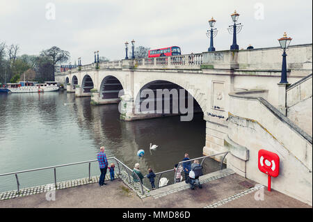 Touristen füttern Wasservögel und Schwäne am Kingston Bridge auf dem Spaziergang am Fluss Promenade am Ufer der Themse in Kingston, England Stockfoto