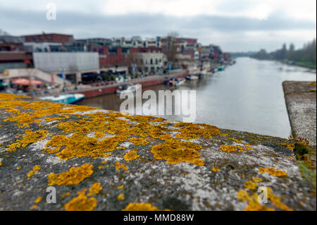 Die historische Kingston Bridge über die Themse bedeckt mit Gold Flechten, England, Vereinigtes Königreich Stockfoto