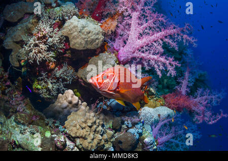 Sargocentron spiniferum Sabre Fischliste Haie bis Husaren [] mit Weichkorallen [Dendronephthya sp.] Reef Wall. Ägypten, Rotes Meer. Stockfoto