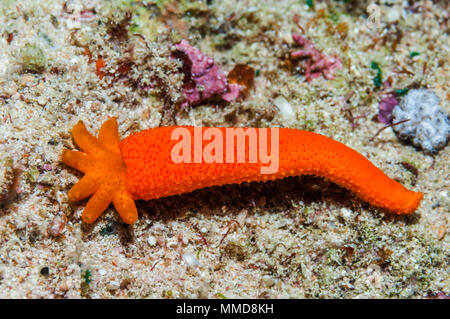 Comet: Severed arm von porösen Fromia Seestern [milleporella] Regeneration 5 neue Waffen. West Papua, Indonesien. Stockfoto