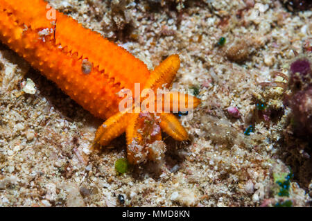 Comet: Severed arm von porösen Fromia Seestern [milleporella] Regeneration 5 neue Waffen. West Papua, Indonesien. Stockfoto