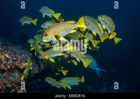 Multifunktionsleiste Süßlippen [Plectorhinchus Polytaenia].  Raja Ampat, West-Papua, Indonesien. Stockfoto