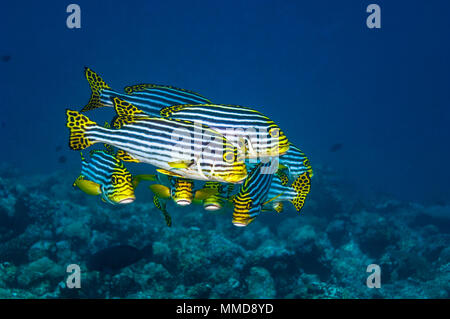 Orientalische Süßlippen [Plectorhinchus vittatus]. Malediven. Stockfoto