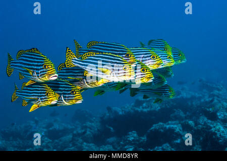 Orientalische Süßlippen [Plectorhinchus vittatus]. Malediven. Stockfoto