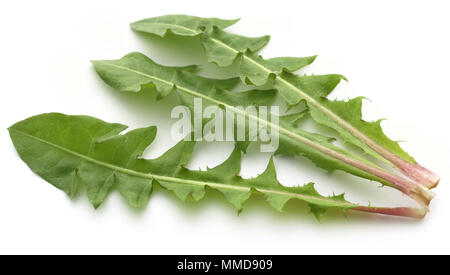 Arzneimittel Löwenzahnblätter auf weißem Hintergrund Stockfoto