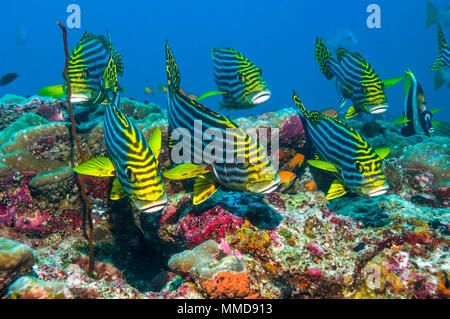 Orientalische Süßlippen [Plectorhinchus vittatus]. Malediven. Stockfoto