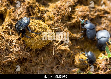 Gruppe von Scarabaeus sacer der Heilige Skarabäus in Mist Stockfoto