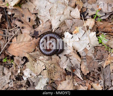 Eine Amerikanische riesigen Tausendfüßler aufgerollt in einer defensiven Haltung auf Blatt Wurf. Stockfoto