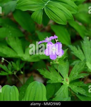 Hell-rosa Blüten eines wilden Geranien Pflanze im Frühjahr Wald. Stockfoto