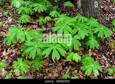 Eine Kolonie von mayapple pflanzen sich in einem Wald. Stockfoto