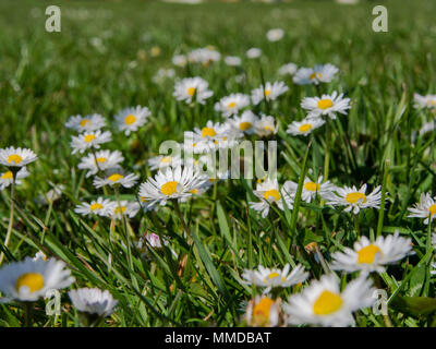 Eine Nahaufnahme von einem Feld von wilden Margeriten Stockfoto