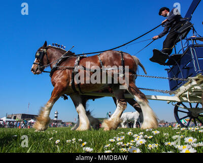 Eine von Pferden gezogene crriage zeigt in den ländlichen und am Meer in Southsea, Portsmouth, England. Stockfoto