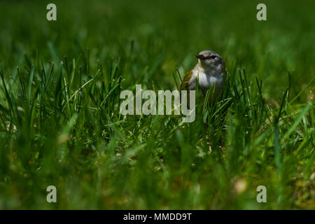 Gelbe Finch Stockfoto