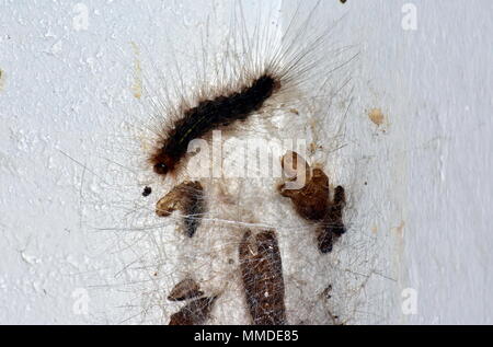 White Cedar motte Caterpillar, Leptocneria reducta Stockfoto